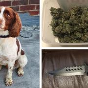 Police dog Lloyd, on loan from the City of London, assisted the Met's East Area team to execute drugs and firearms warrants in Gants Hill.