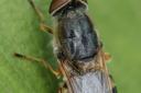 The nationally scarce soldier fly called Odontomyia ornata.