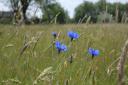 A wildflower meadow has blossomed at the site of a temporary mortuary on Wanstead Flats.
