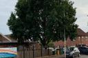 An arboricultural assessment found that the eight-metre high oak was causing structural damage to the community centre