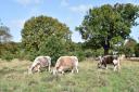 Cattle grazing on Wanstead Park