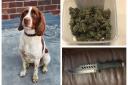 Police dog Lloyd, on loan from the City of London, assisted the Met's East Area team to execute drugs and firearms warrants in Gants Hill.