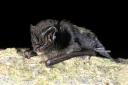 Barbastelle bat by Hugh Clark of the Bat Conservation Trust