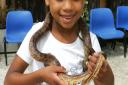 Animals at Star Bright Nursery family fun day.
Aaliyah Nicholson - Paul age 6 with a Corn Snake.