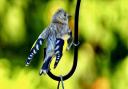 Juvenile Goldfinch flapping its wings to ask for food sent in by Gerry Brown.