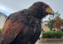 Merlin, a Harris's hawk, has been found after going missing from Barking.