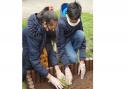 Head prefects at Barkingside's Fullwood Primary School planting on behalf of all its pupils.