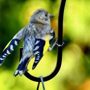 Juvenile Goldfinch flapping its wings to ask for food sent in by Gerry Brown.