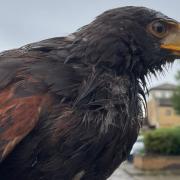 Merlin, a Harris's hawk, has been found after going missing from Barking.