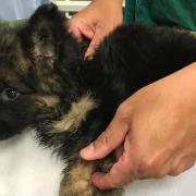 The surviving German Shepherd puppy found at Seven Kings Park was taken to a veterinary hospital for emergency treatment
