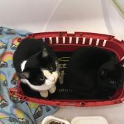 A pair of kittens have been abandoned near Ilford's Clayhall Park