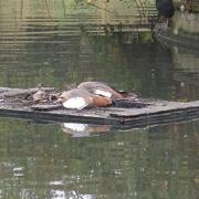 An investigation has started into the deaths of birds, including geese, in Goodmayes Park