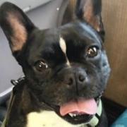 Franco, a male French Bulldog with a distinctive forehead mark, went missing in late May