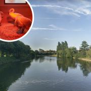 Three swans have been taken to The Swan Sanctuary in recent weeks from Goodmayes Park lake